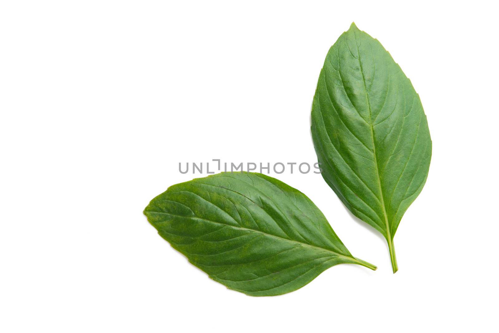 fresh basil leaf isolated on white background