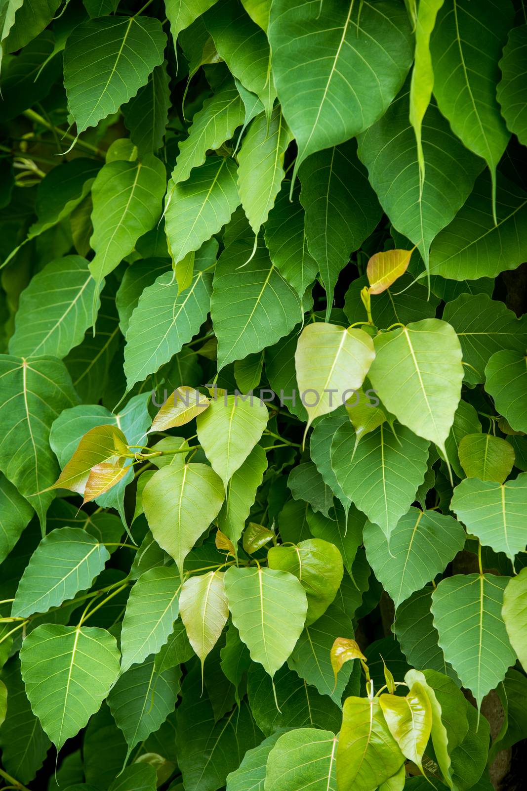 green bodhi leaves, bodhi tree by antpkr