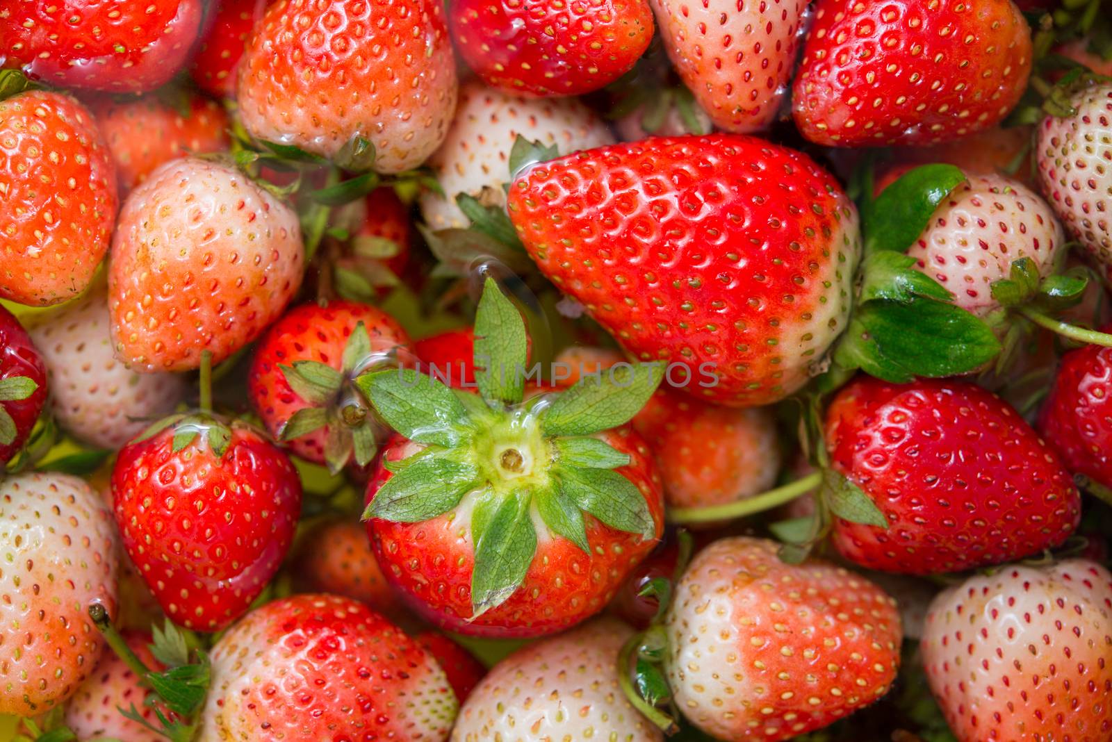 fresh red strawberry soaking in water