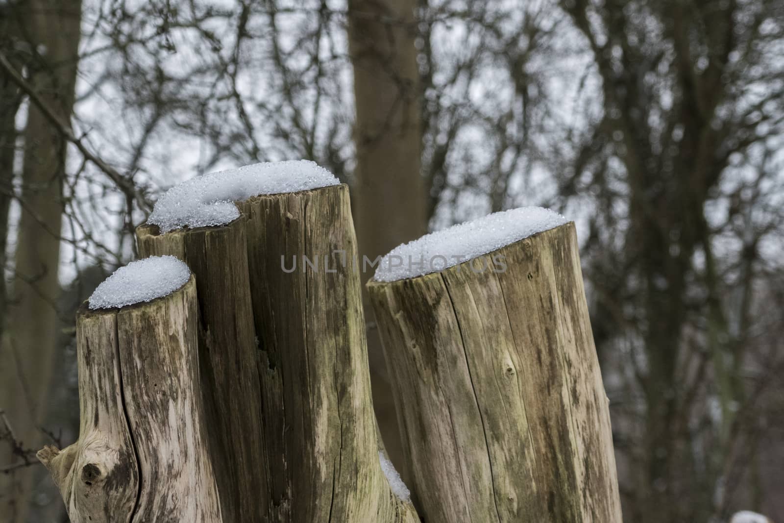 three wooden tree stumps with snow on the head in a winter forest in the Netherlands