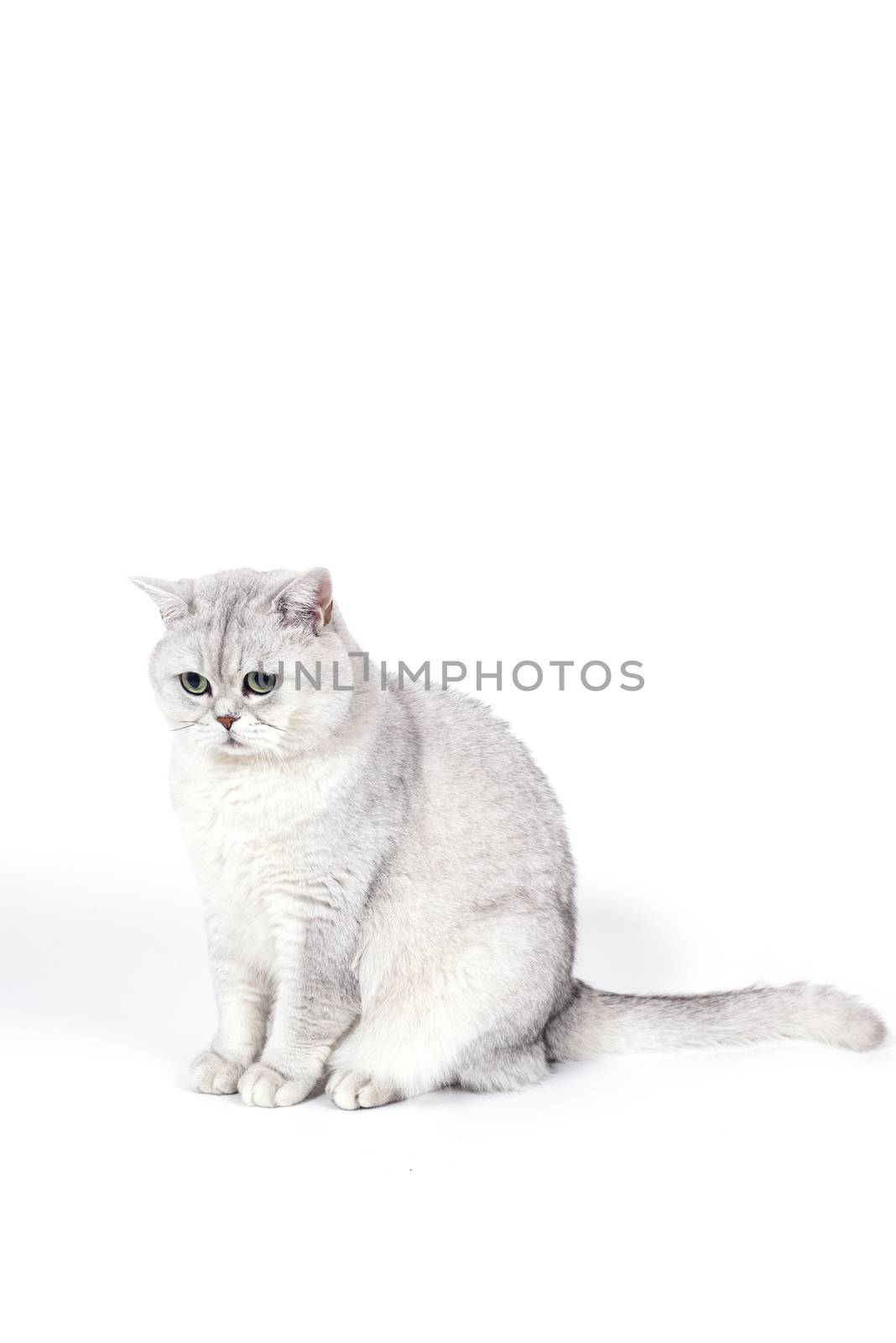 British Lorthair smoky cat isolated on white is sitting and watching.