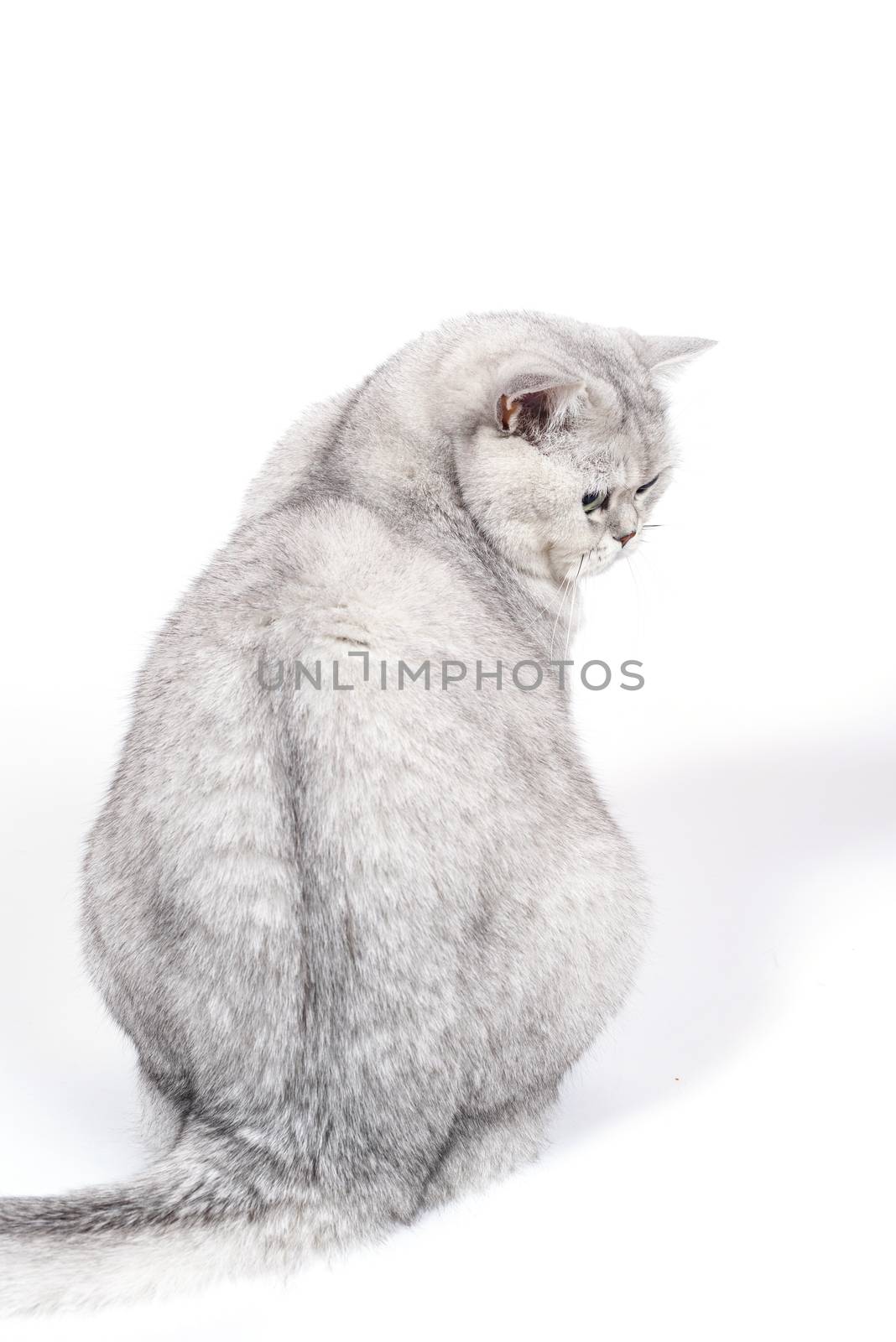 British Lorthair smoky cat isolated on white is sitting and watc by Eagle2308