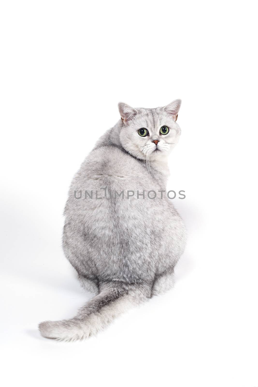 British Lorthair smoky cat isolated on white is shoked and surpr by Eagle2308