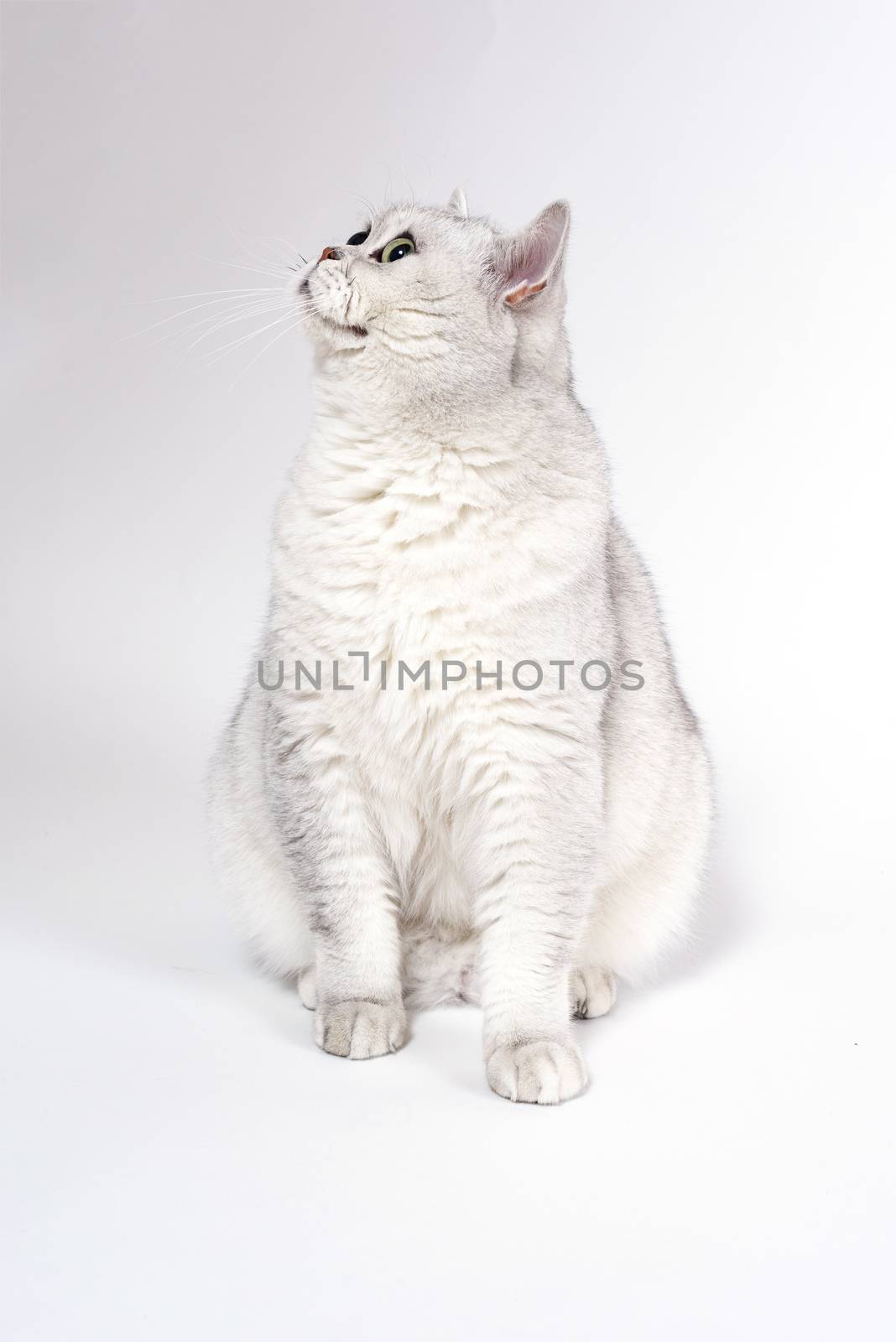 British Lorthair smoky cat isolated on white is waiting by Eagle2308