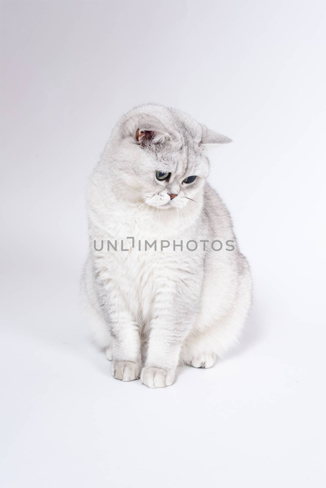 British Lorthair smoky cat isolated on white is upset and thinki by Eagle2308