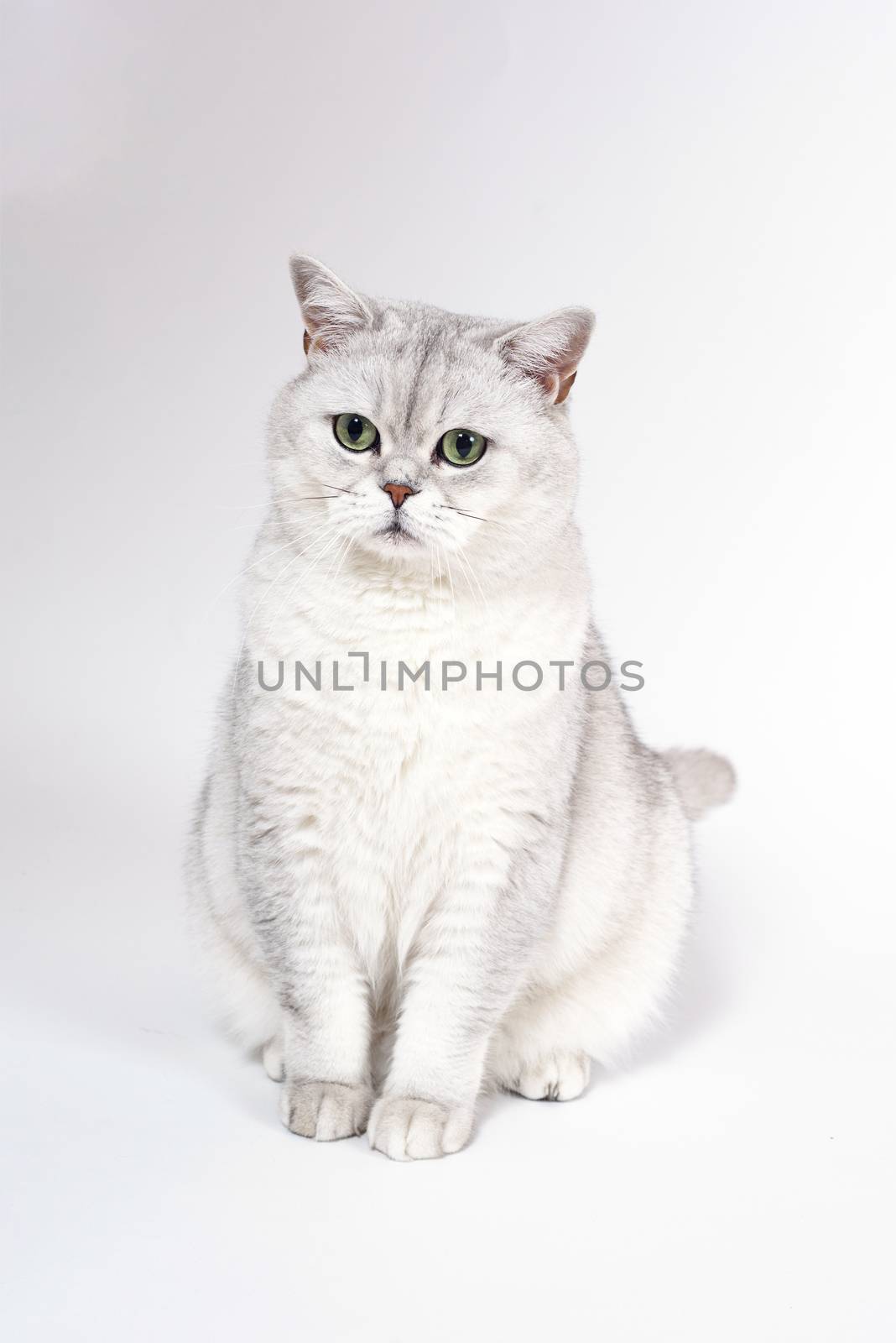 British Lorthair smoky cat isolated on white is sitting and watching.