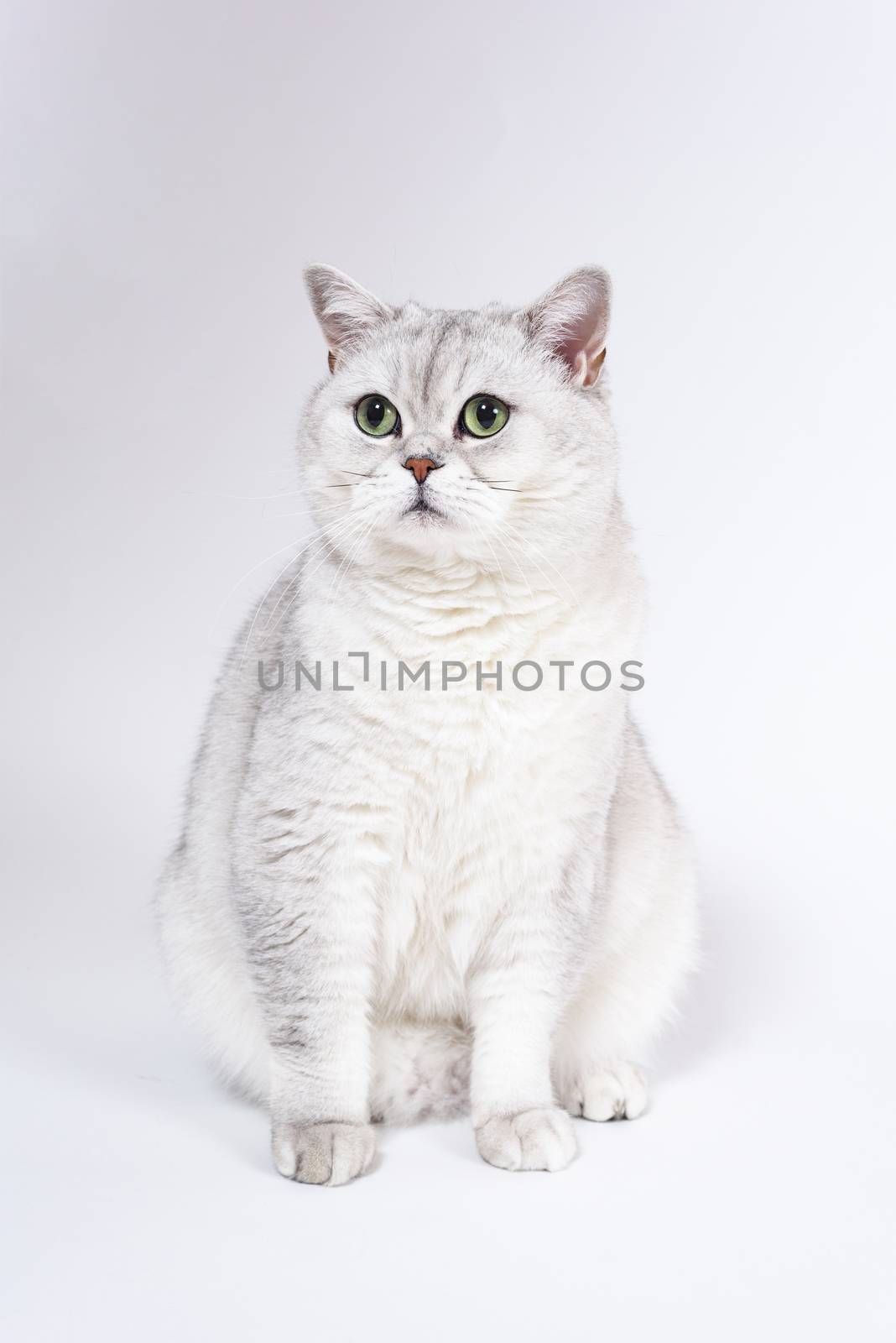 British Lorthair smoky cat isolated on white is waiting by Eagle2308