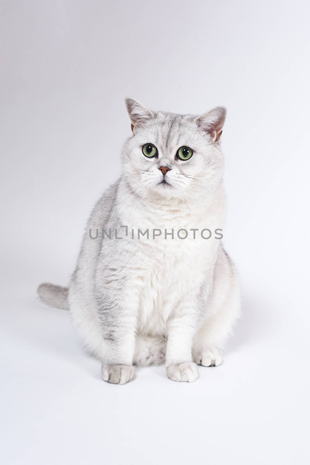 British Lorthair smoky cat isolated on white is sitting and watc by Eagle2308