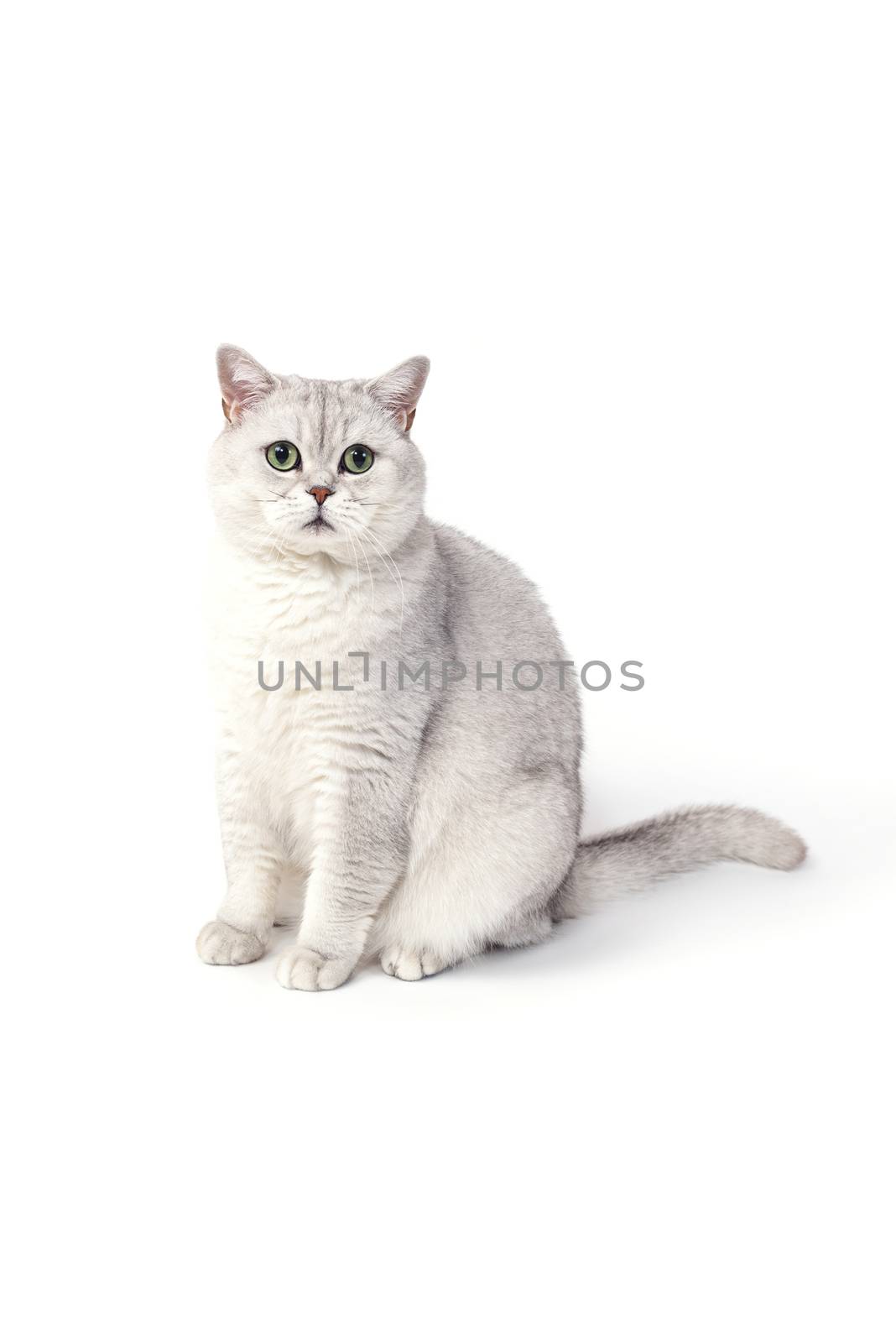 British Lorthair smoky cat isolated on white is sitting and watc by Eagle2308