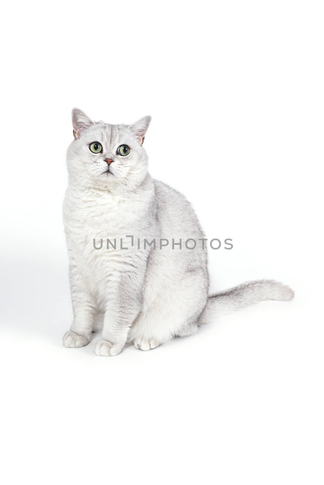 British Lorthair smoky cat isolated on white is waiting.