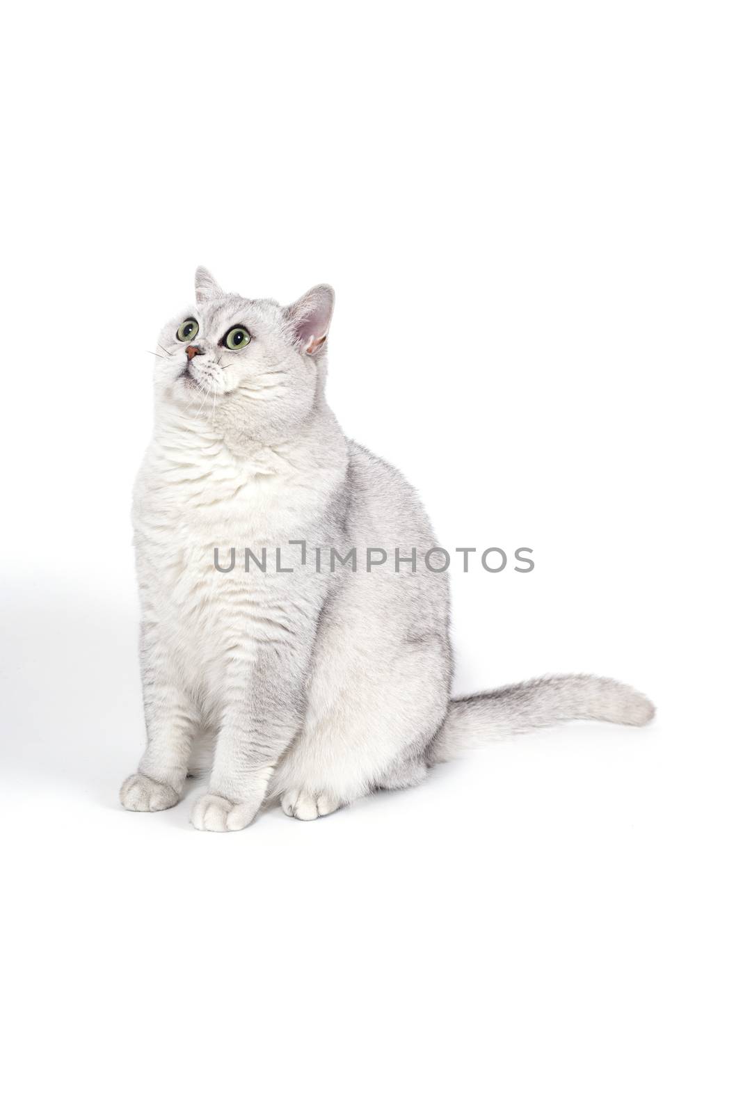 British Lorthair smoky cat isolated on white is waiting.