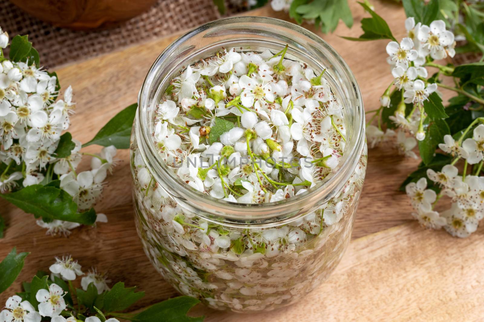 A jar filled with fresh hawthorn flowers and alcohol, to prepare herbal tincture