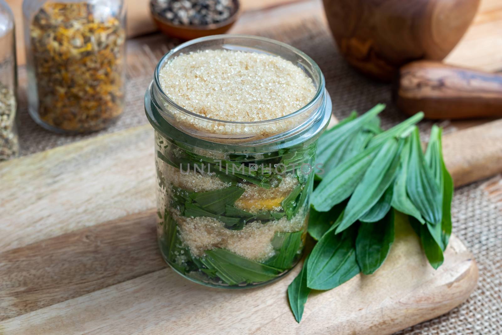A jar filled with ribwort plantain leaves, lemon and cane sugar, to prepare homemade syrup against cough