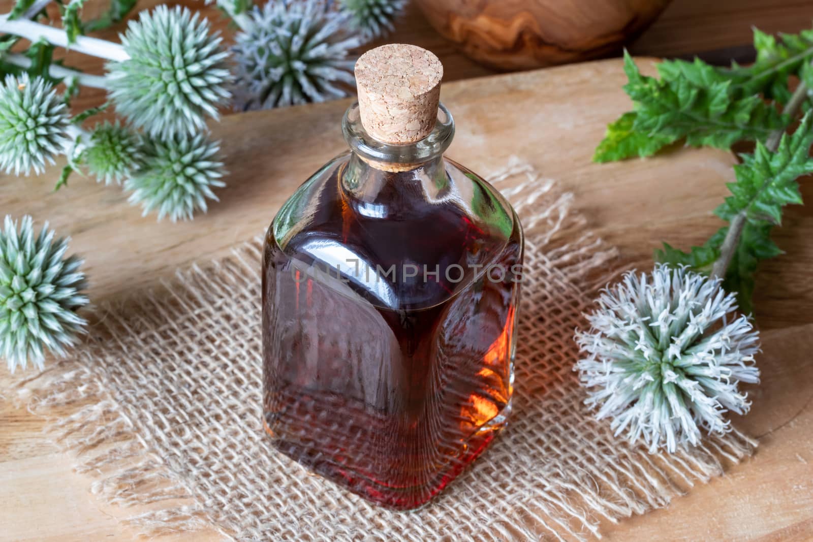A bottle of great globe-thistle tincture with fresh blooming Echinops sphaerocephalus plant