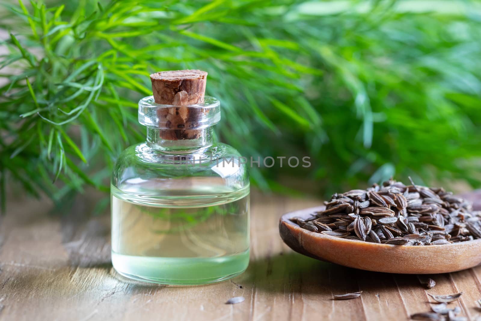 A bottle of dill seed oil with Anethum graveolens seeds and leaves