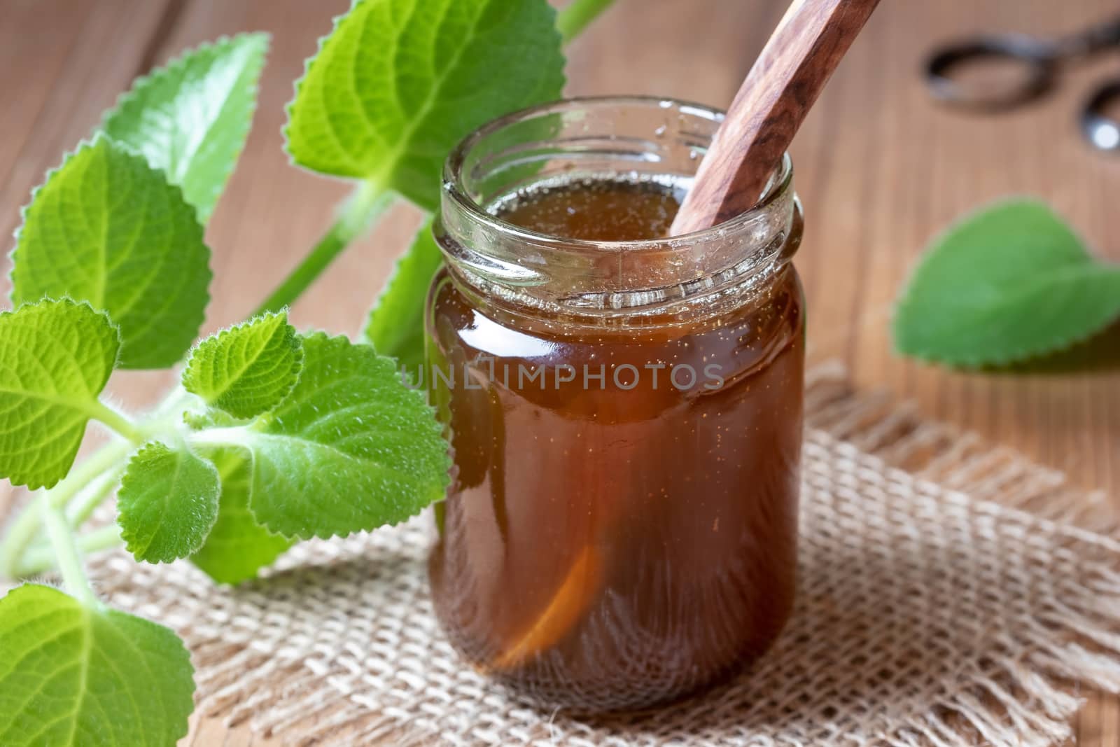 A jar of silver spurflower syrup against common cold with fresh Plectranthus argentatus plant