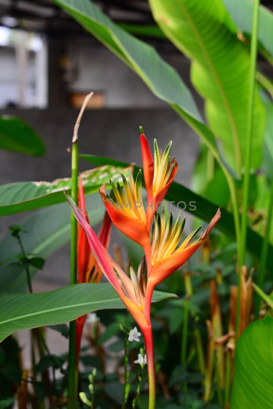 Heliconia Orang-Green Torch Flower withgreen leaves background by AekPN
