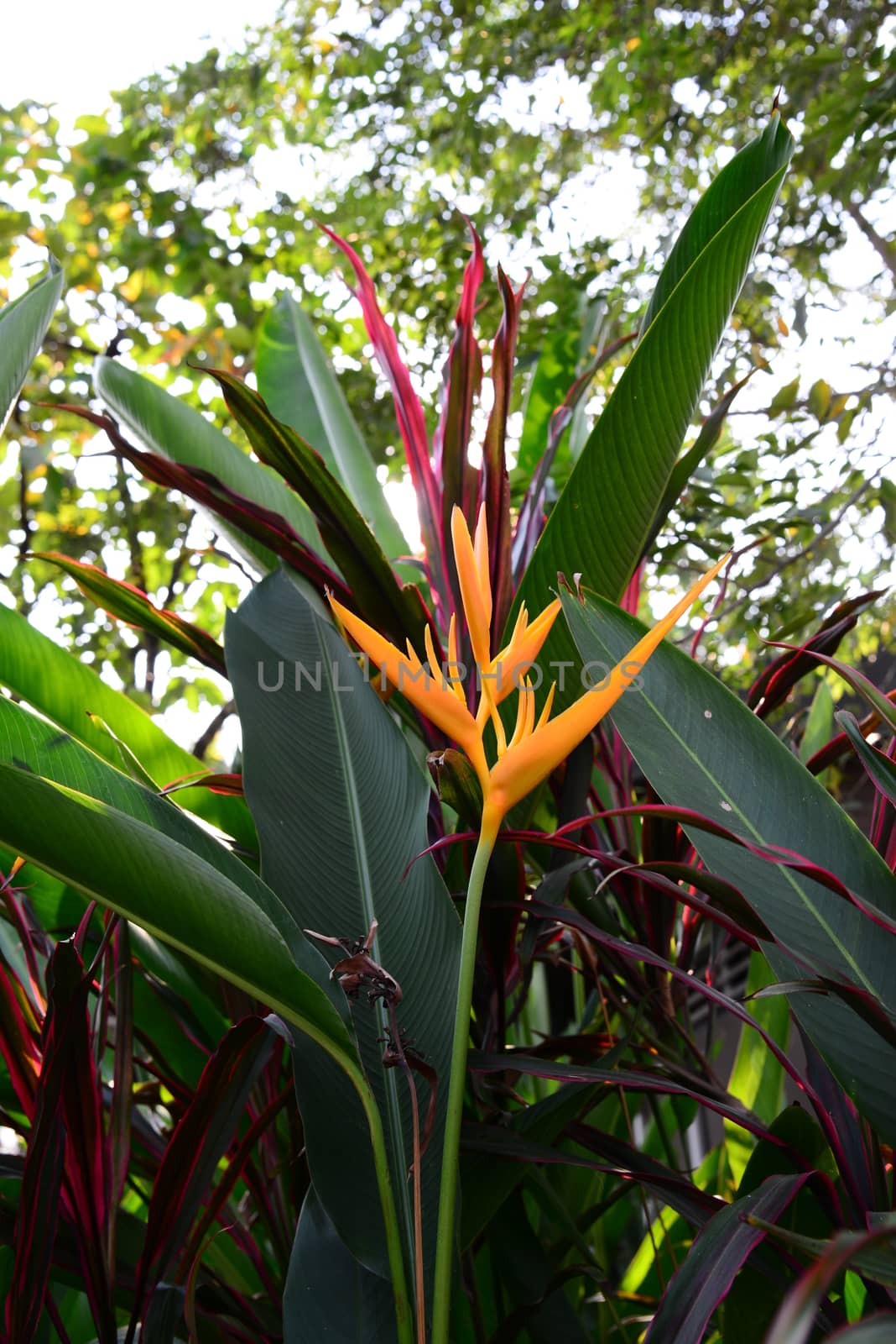 Heliconia Yellow Torch Flower with blurred background by AekPN
