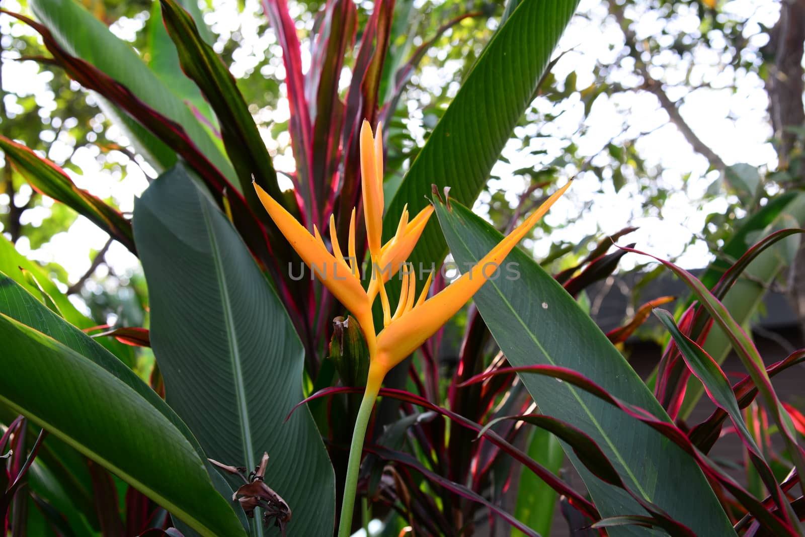 Heliconia Yellow Torch Flower with blurred background