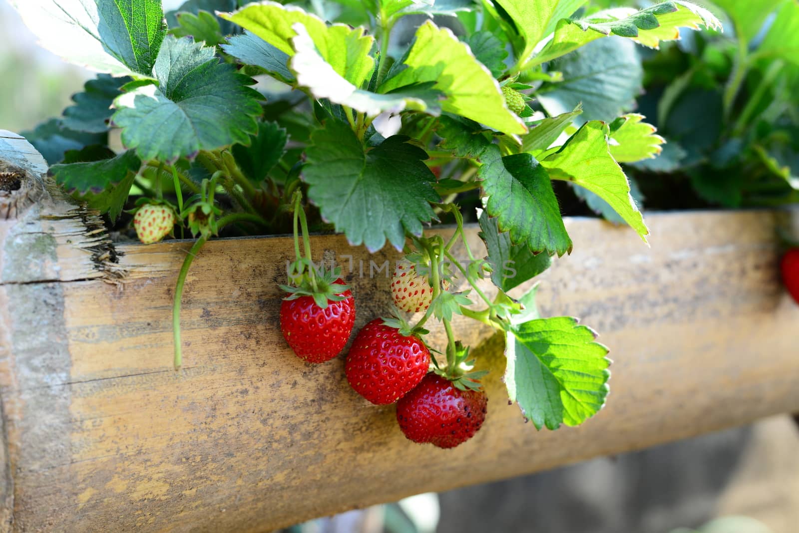 Fresh Sweet Strawberries fruits glow in the Bamboo Tube