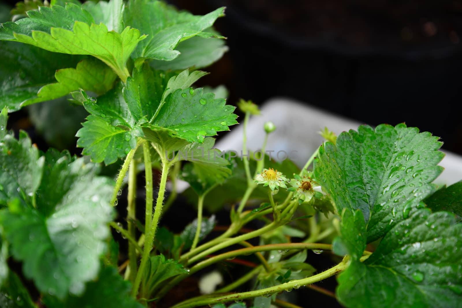 Close up of Strawberry Flowers on the garden