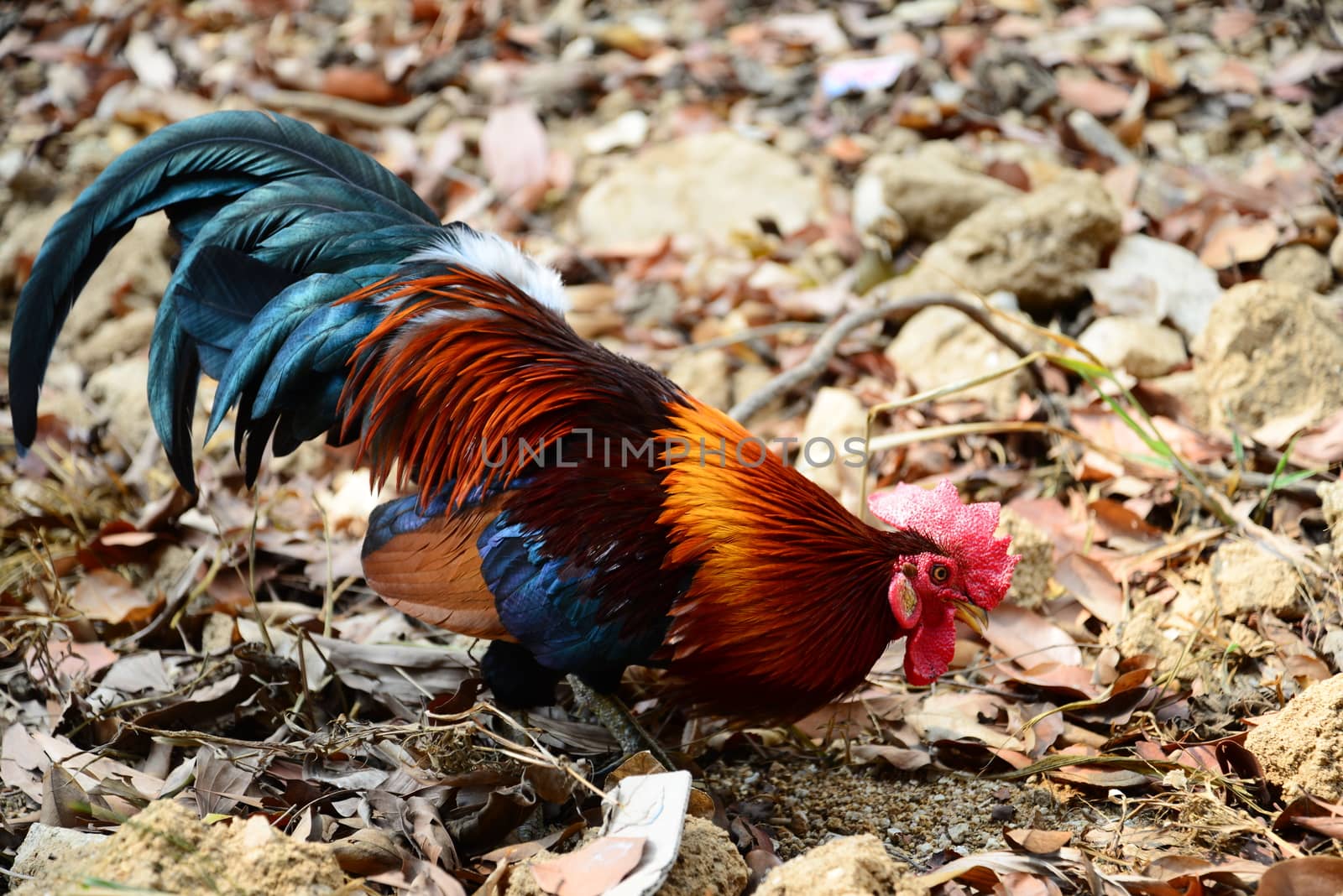 The Beautiful Red Rooster walking on the ground