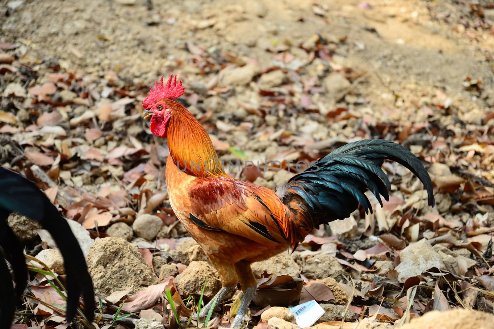 The Beautiful Red Rooster walking on the ground