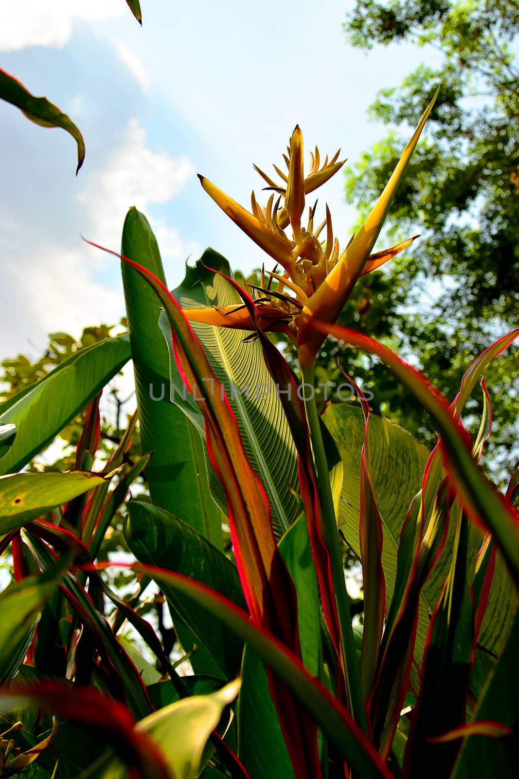 Under view of Yellow Heliconia Torch Flowers by AekPN