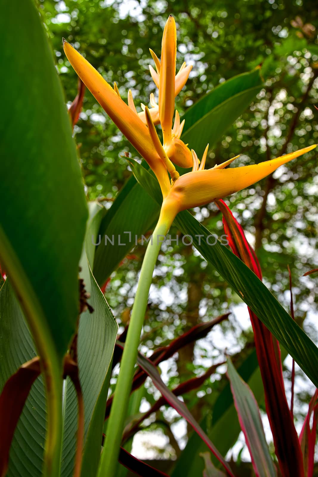 Under view of Yellow Heliconia Torch Flowers by AekPN