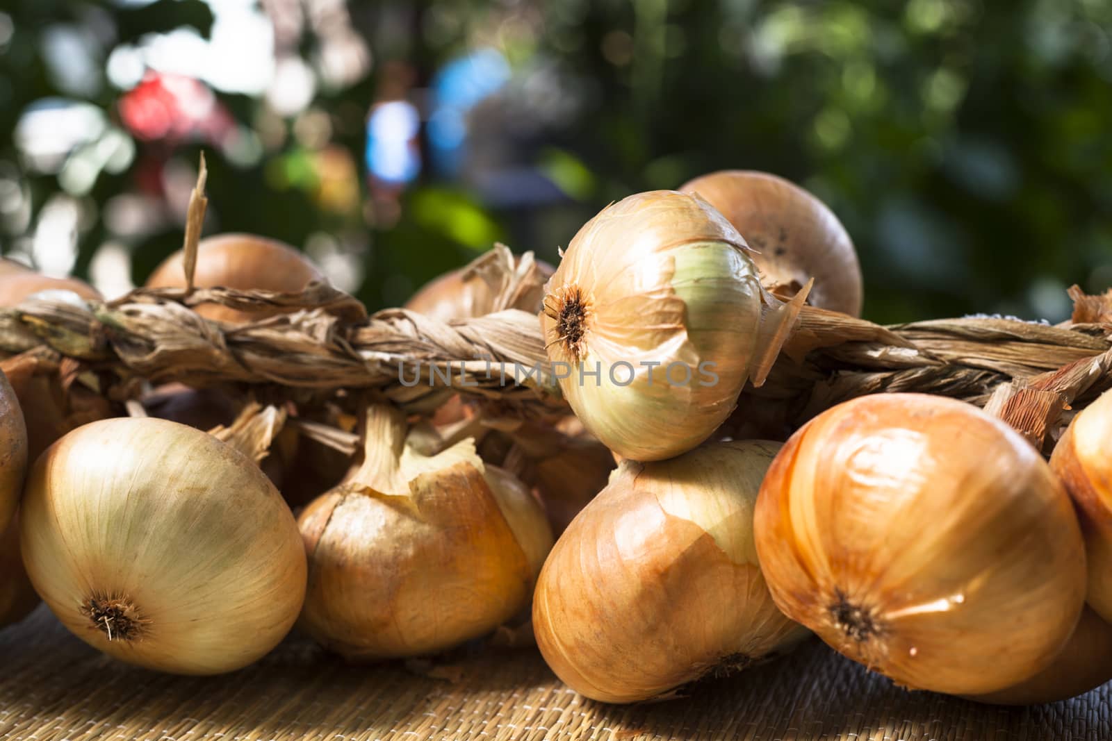 dry onion  twisted on a rural scene