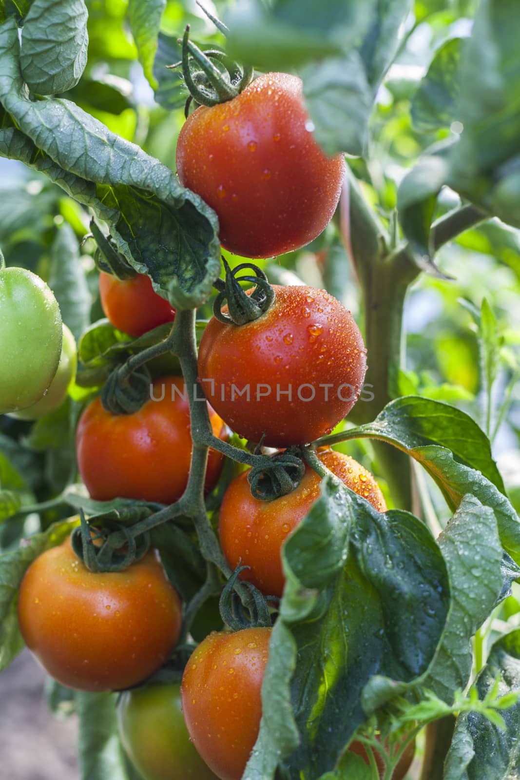 red tomato bunch on a plant with green leaves and rain drops
