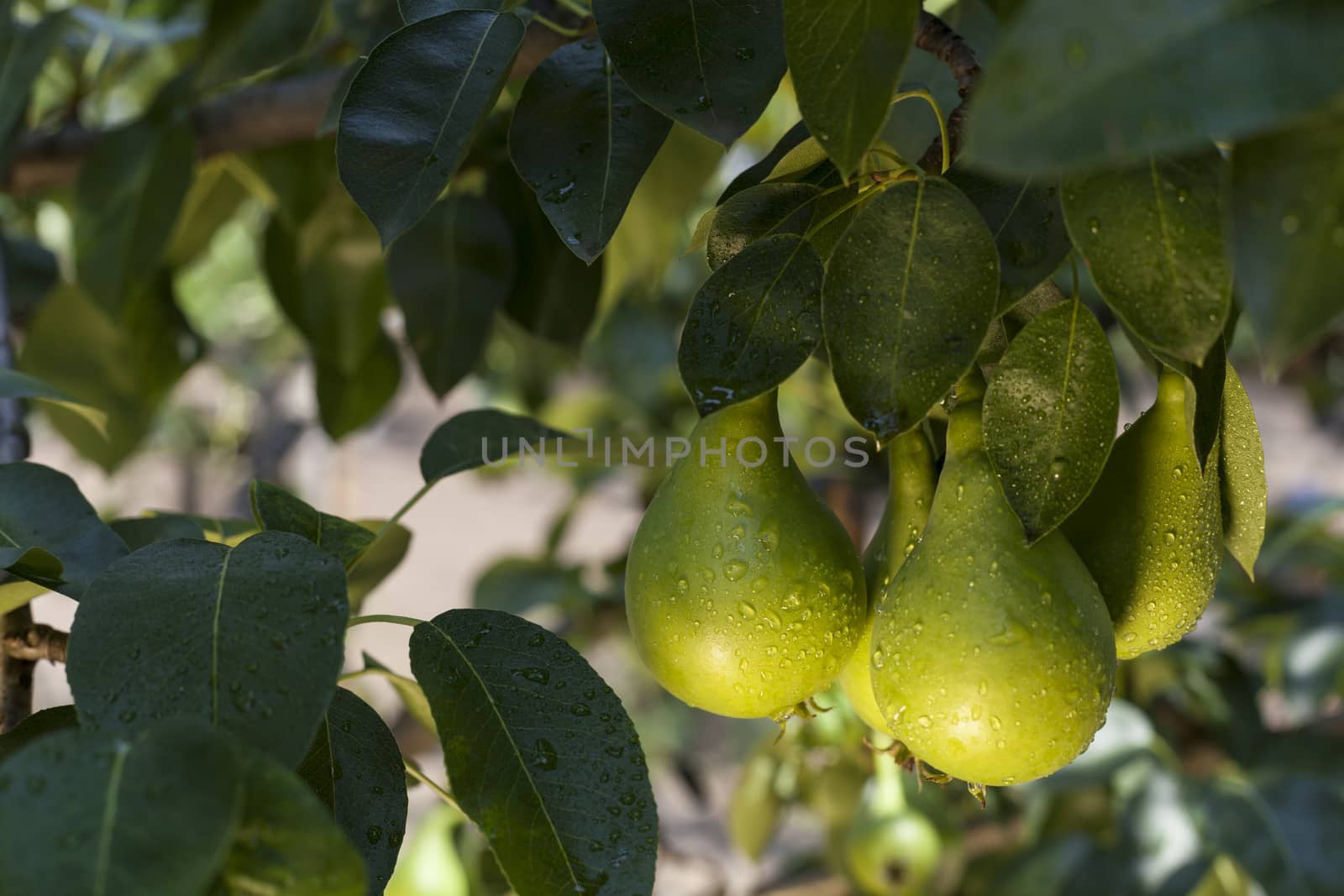 green pears hanging on a branch with lefs in the background