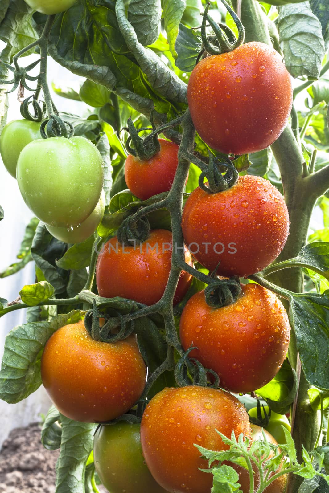 Bunch of red tomato with rain drops on a plant with green leafe's around 