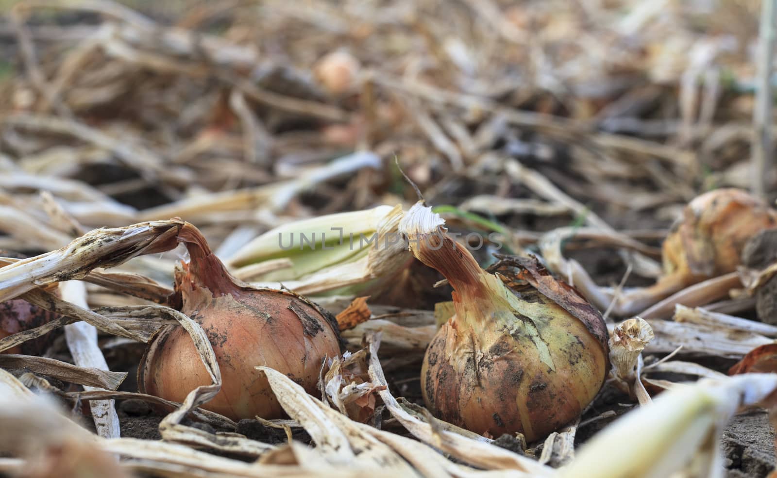 dry onion closeup in an onin field