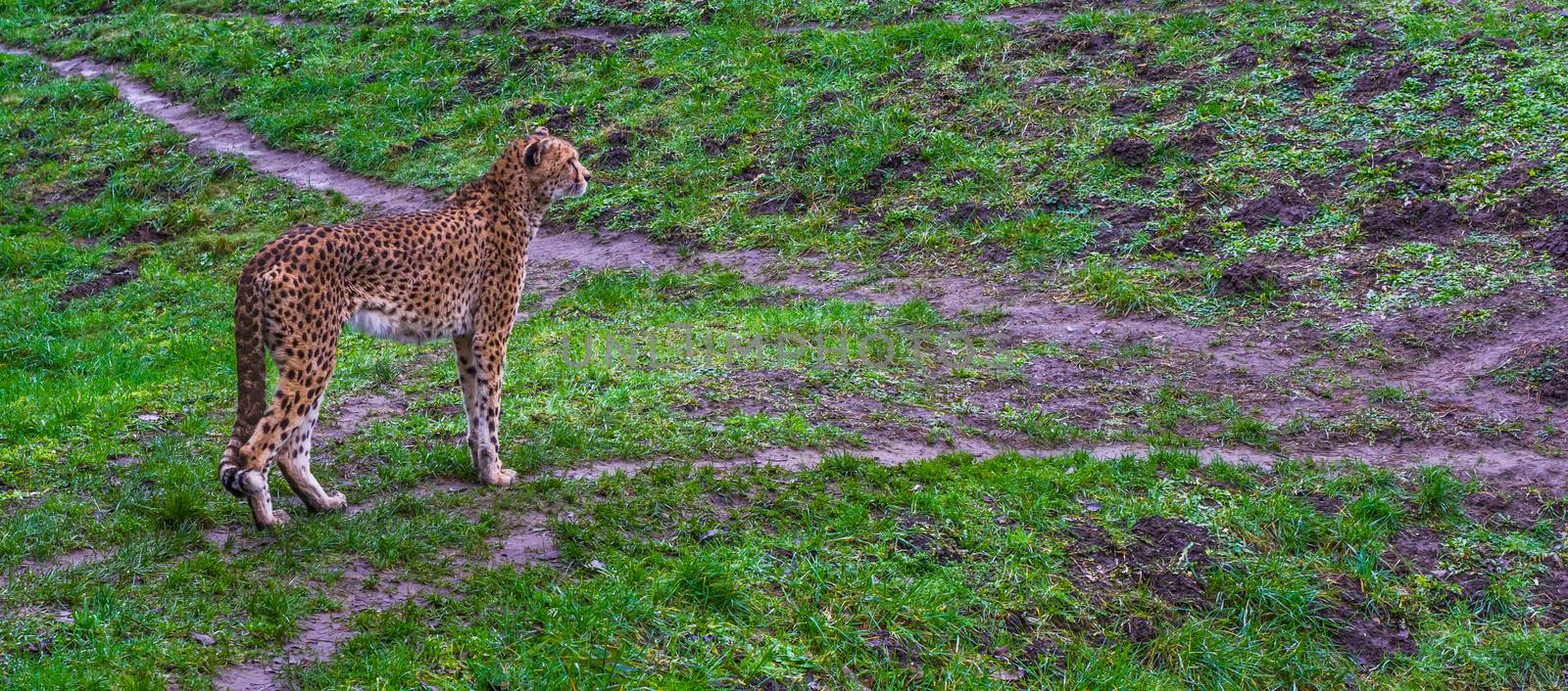 Cheetah standing in a grass pasture, threatened cat specie from Africa by charlottebleijenberg