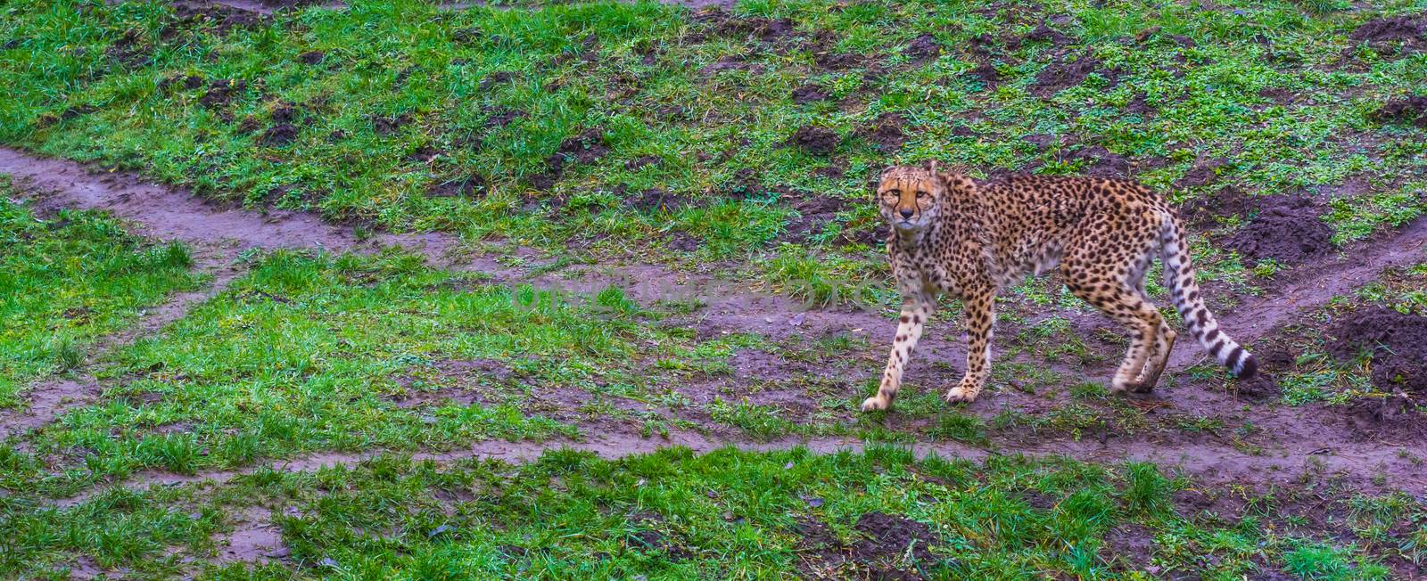 cheetah walking in a pasture and looking towards the camera, threatened cat specie from Africa