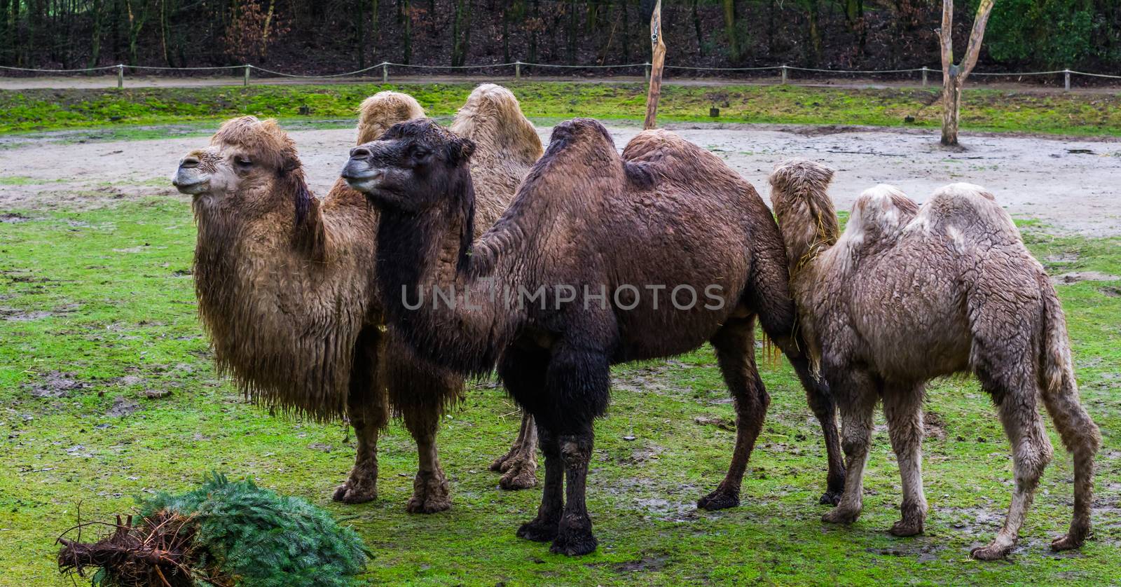 beautiful family portrait of bactrian camels in diverse colors, Domesticated animals from Asia
