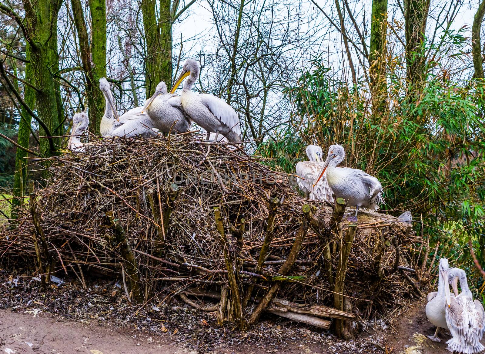 birds nest of a dalmatian pelican family, portrait of big group of birds in their nest, near threatened animals from Europe