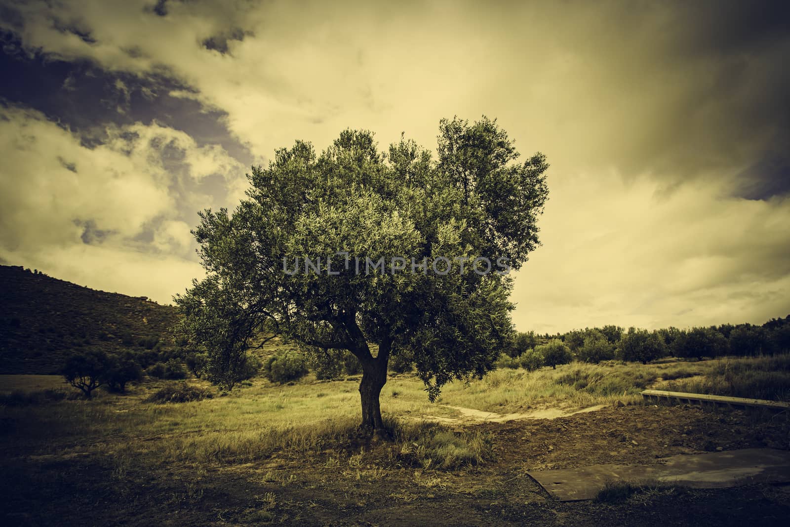 Ancient olive tree in the nature by esebene