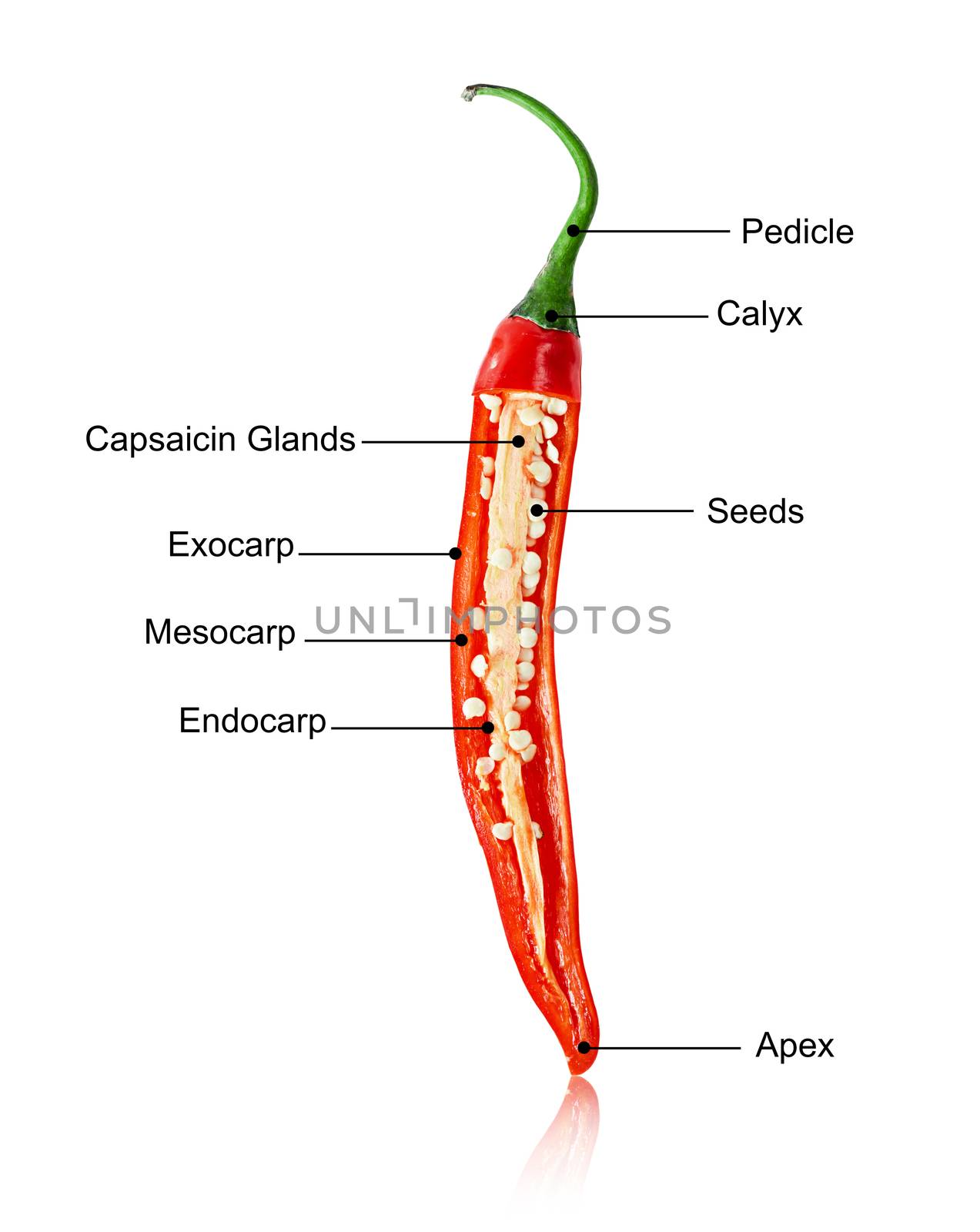 Red chilli slice with nutrients of chilli isolated on white background, Save clipping path.