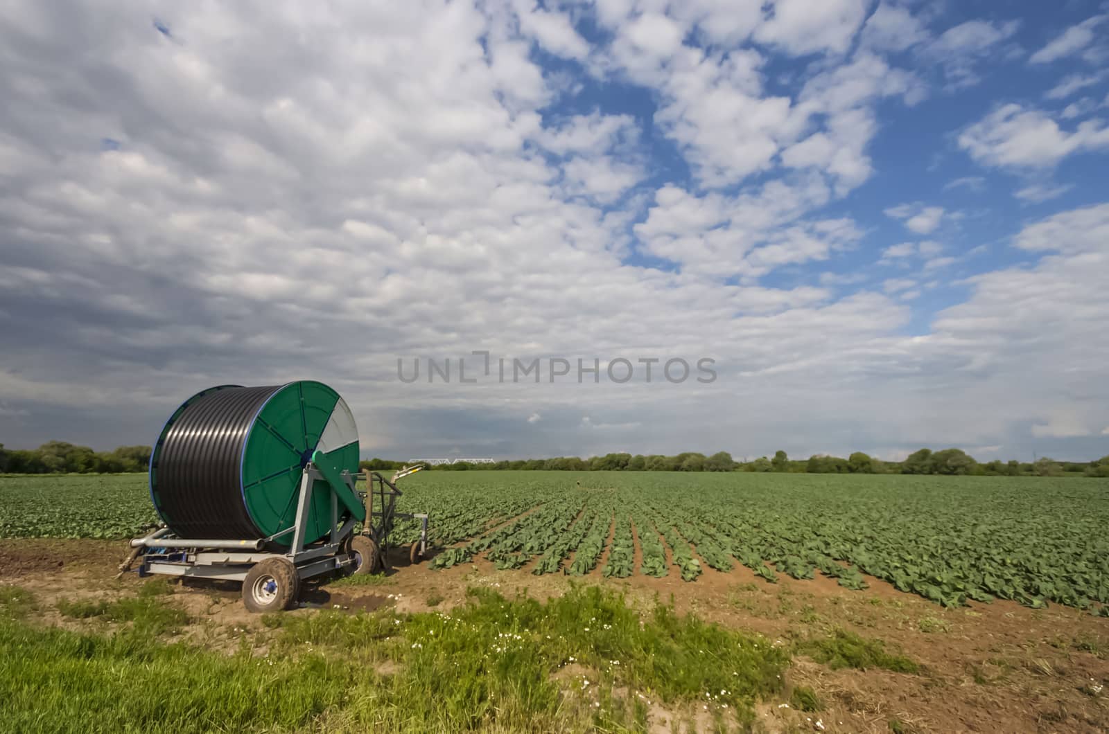 Rolled watering hose on the cabbage field. Irrigation of cabbage fields.