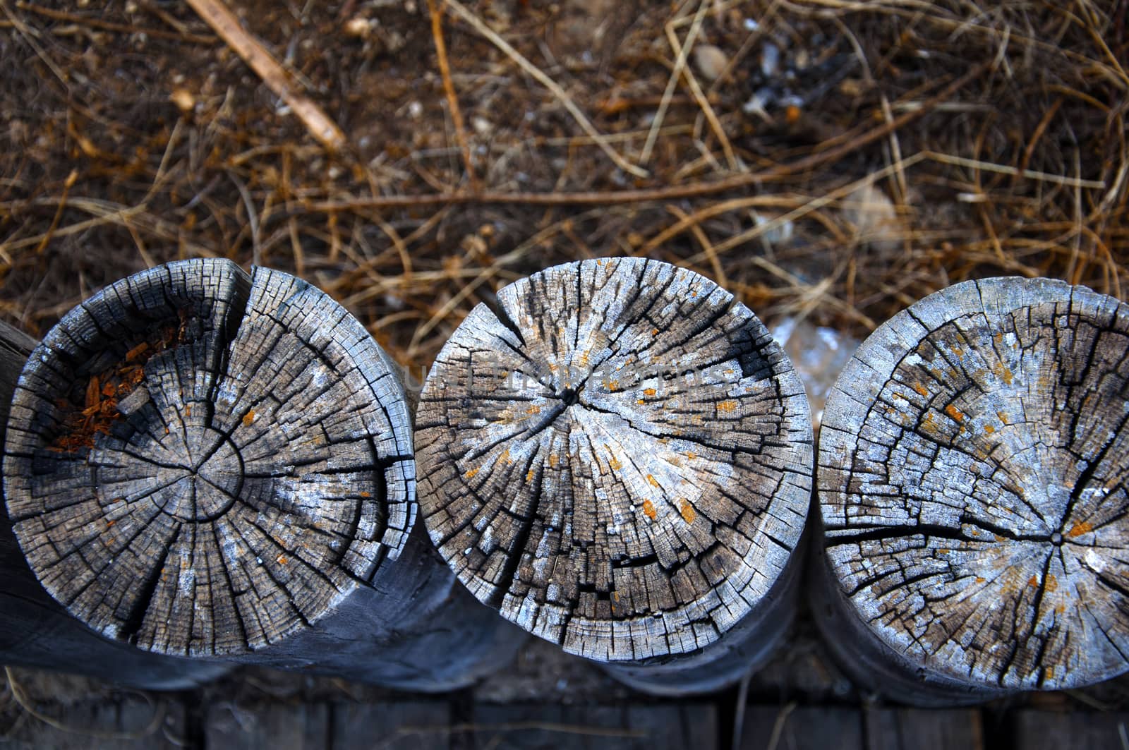 Three wooden trunks, dry grass background, close-up