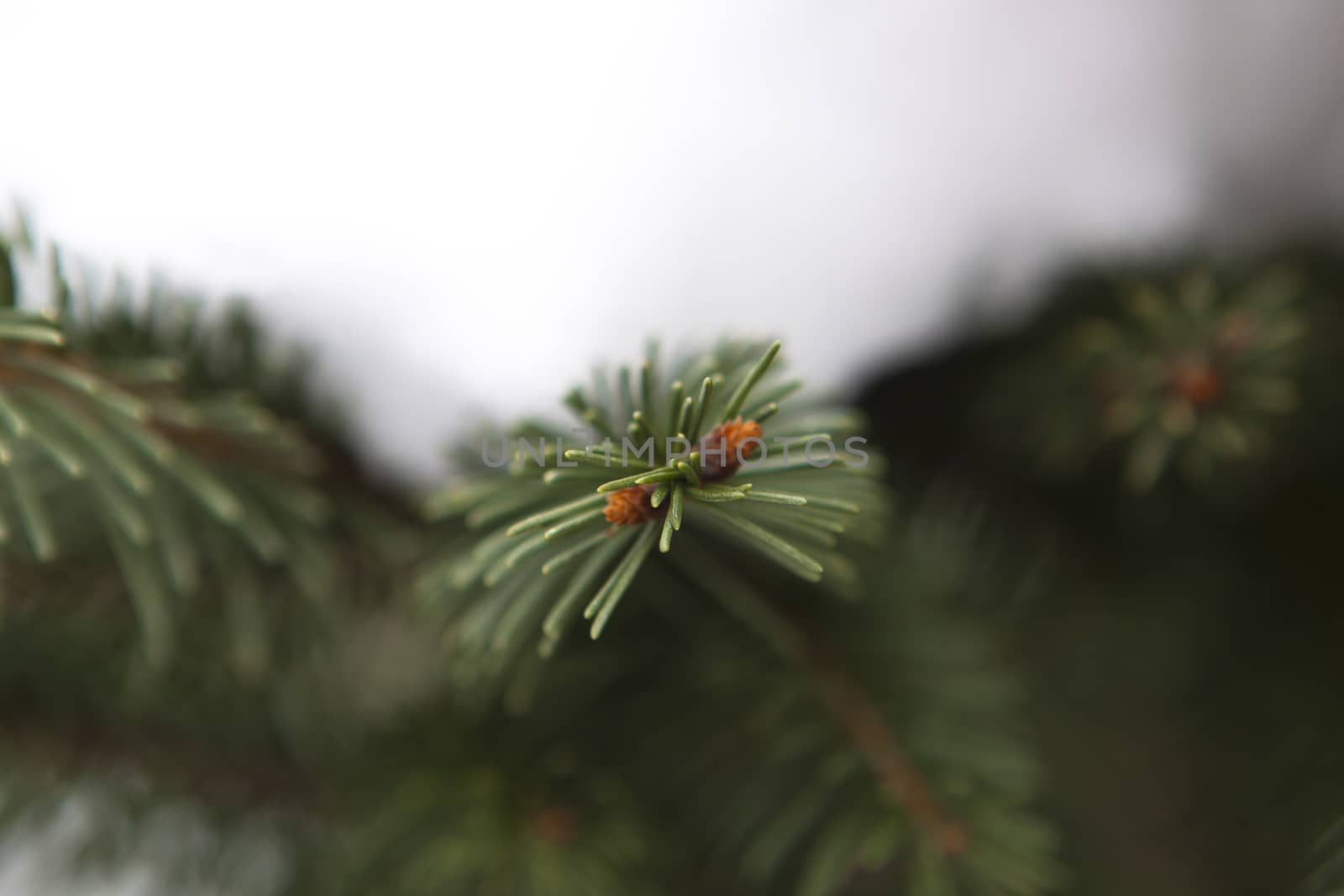 green pine macro closeup with snow in the background