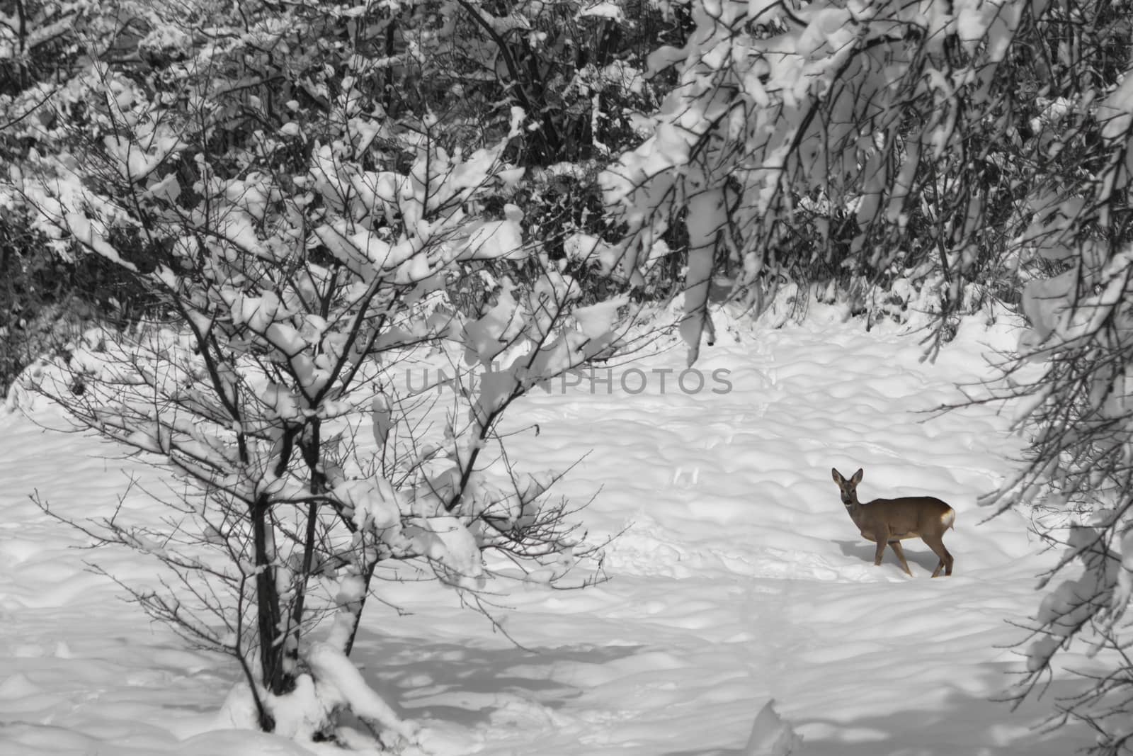 single small deer in a snow covered forest