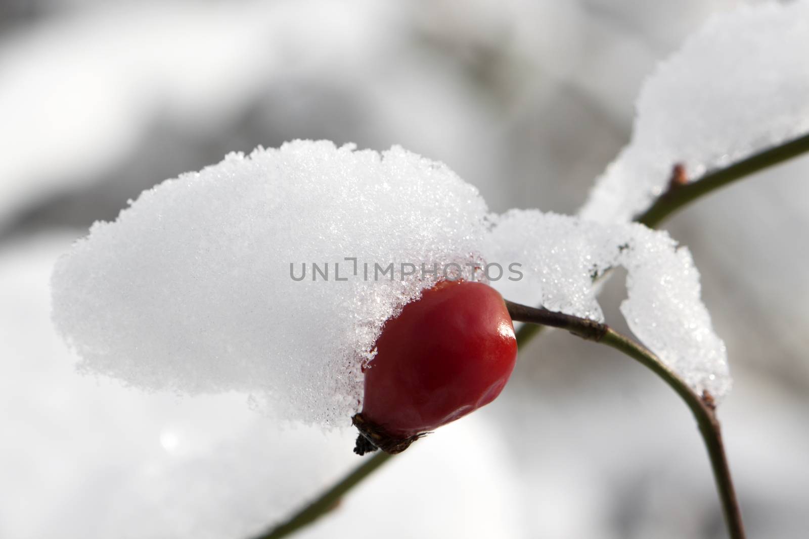 red berry closeup covered with snow 