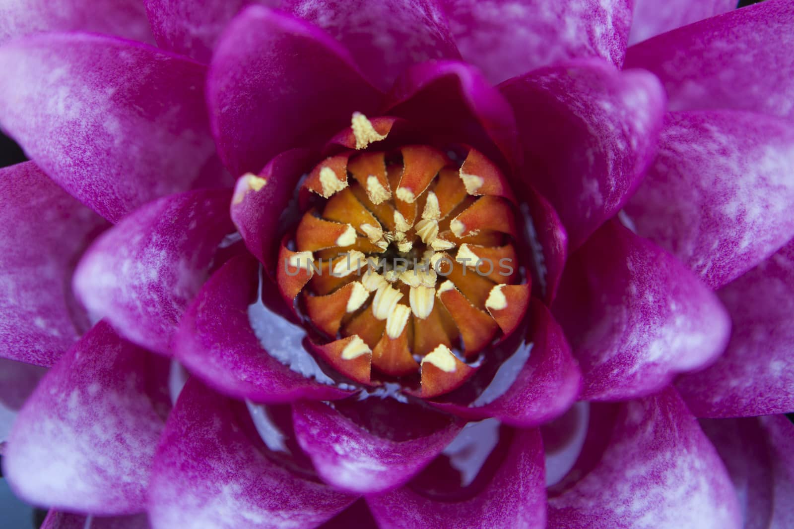 waterlily macro closeup with water and yellow powder