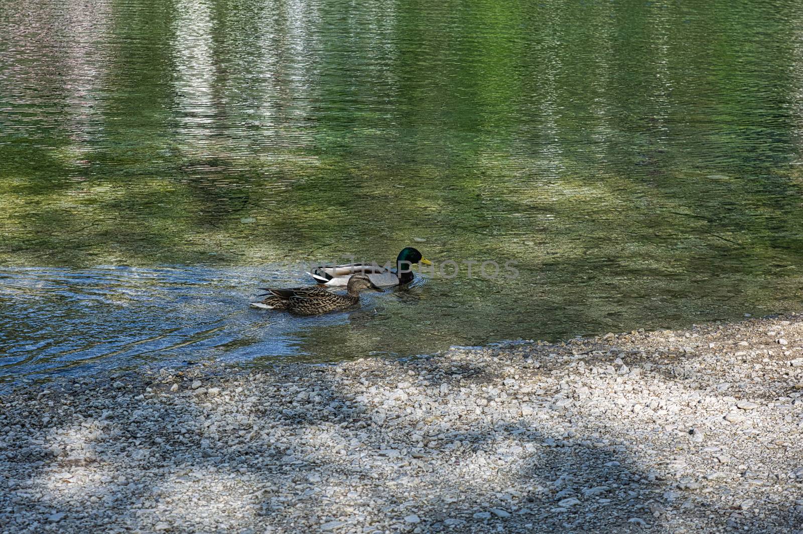Two colorful dabbling ducks swimming in the lake. Mallard ducks looking for food in the lake.