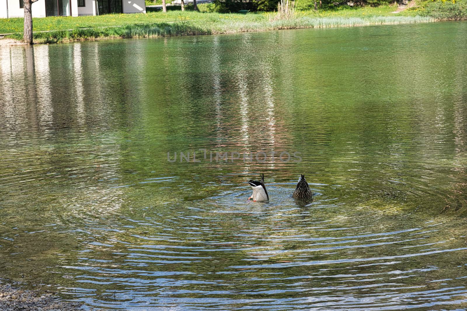 Two colorful ducks diving in the lake. Mallard ducks diving for food in the lake.