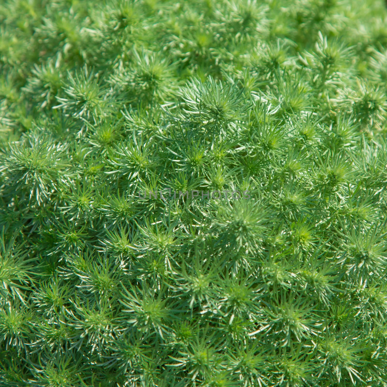 vegetable green background from plants a close up