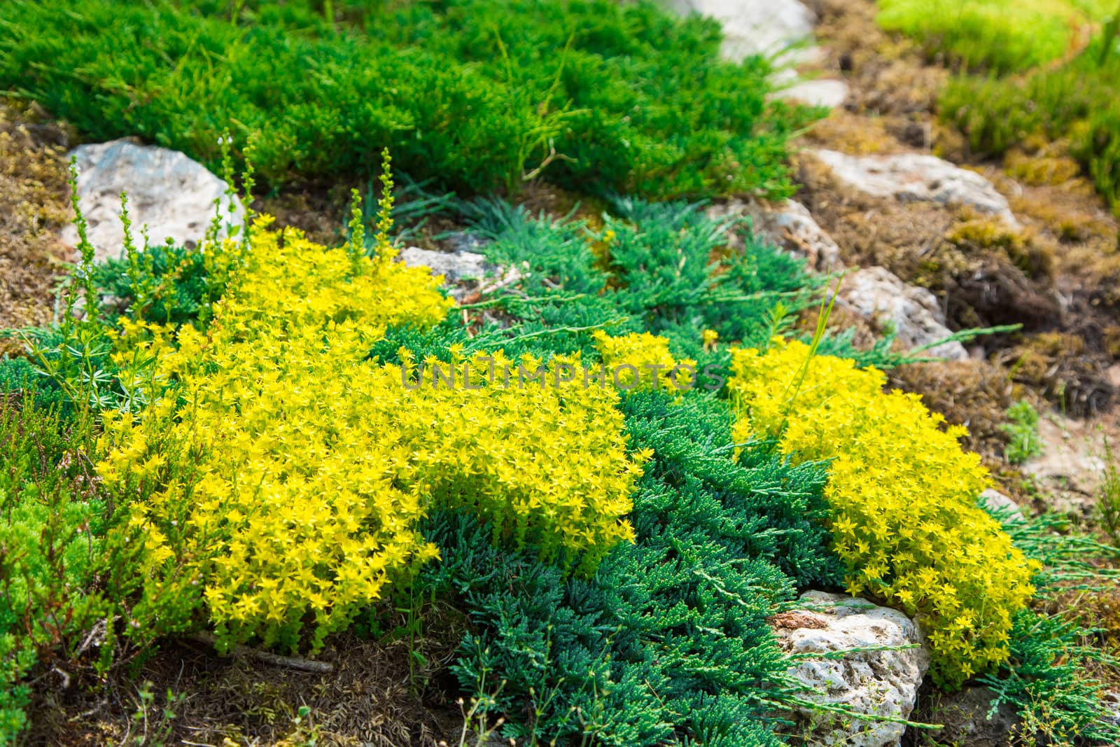 fine green plants around stones. Landscape. Background.